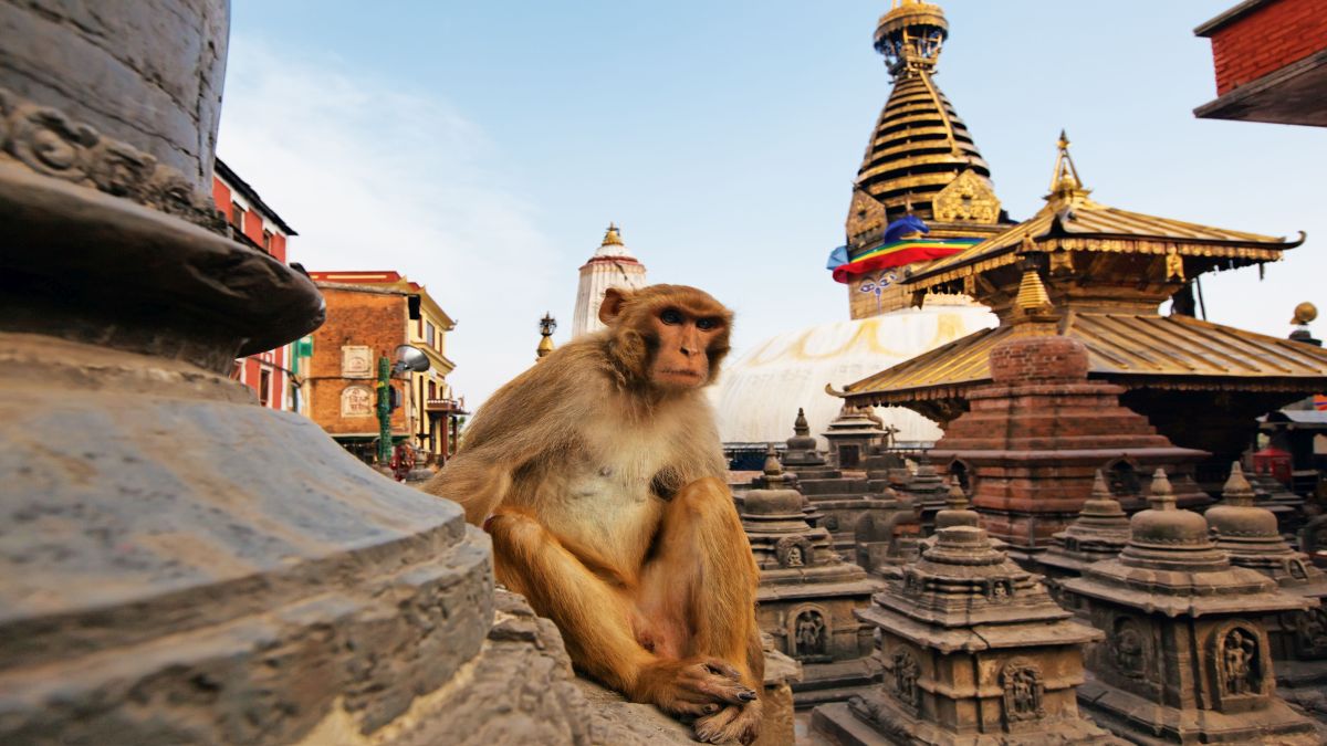 Katmandu - Majmok temploma