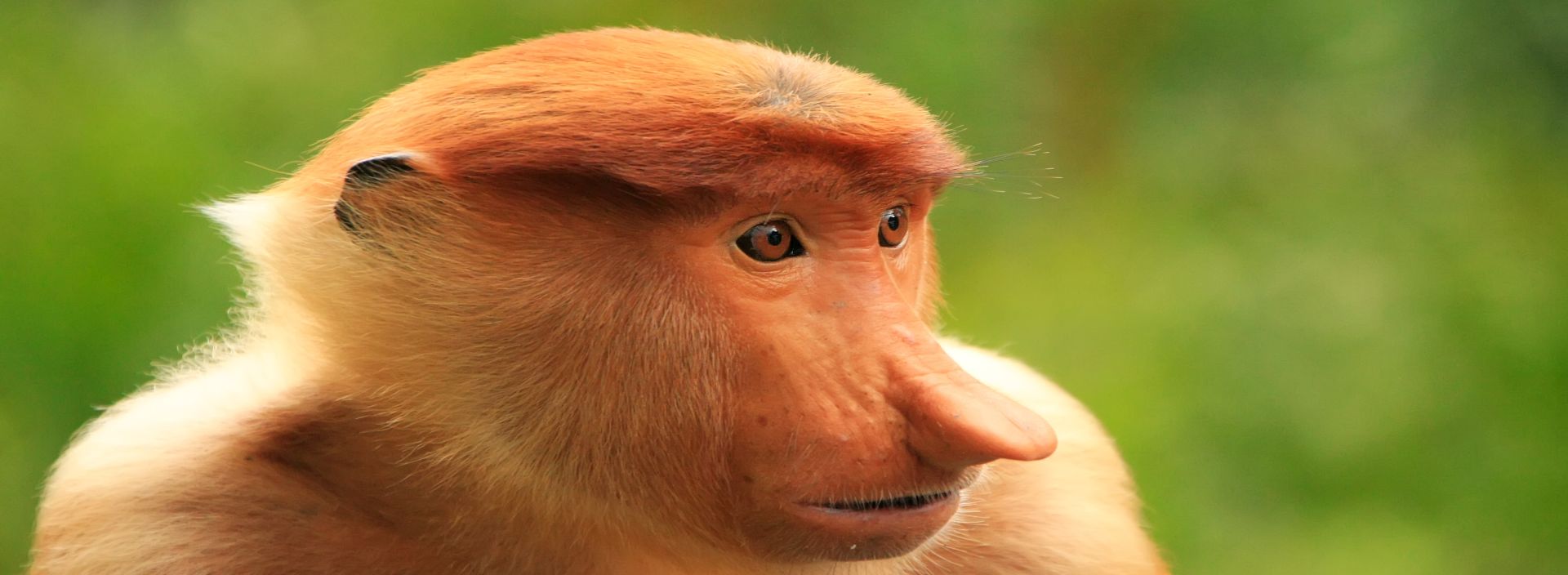 MALAJZIA - BORNEÓI KALANDOK fotó