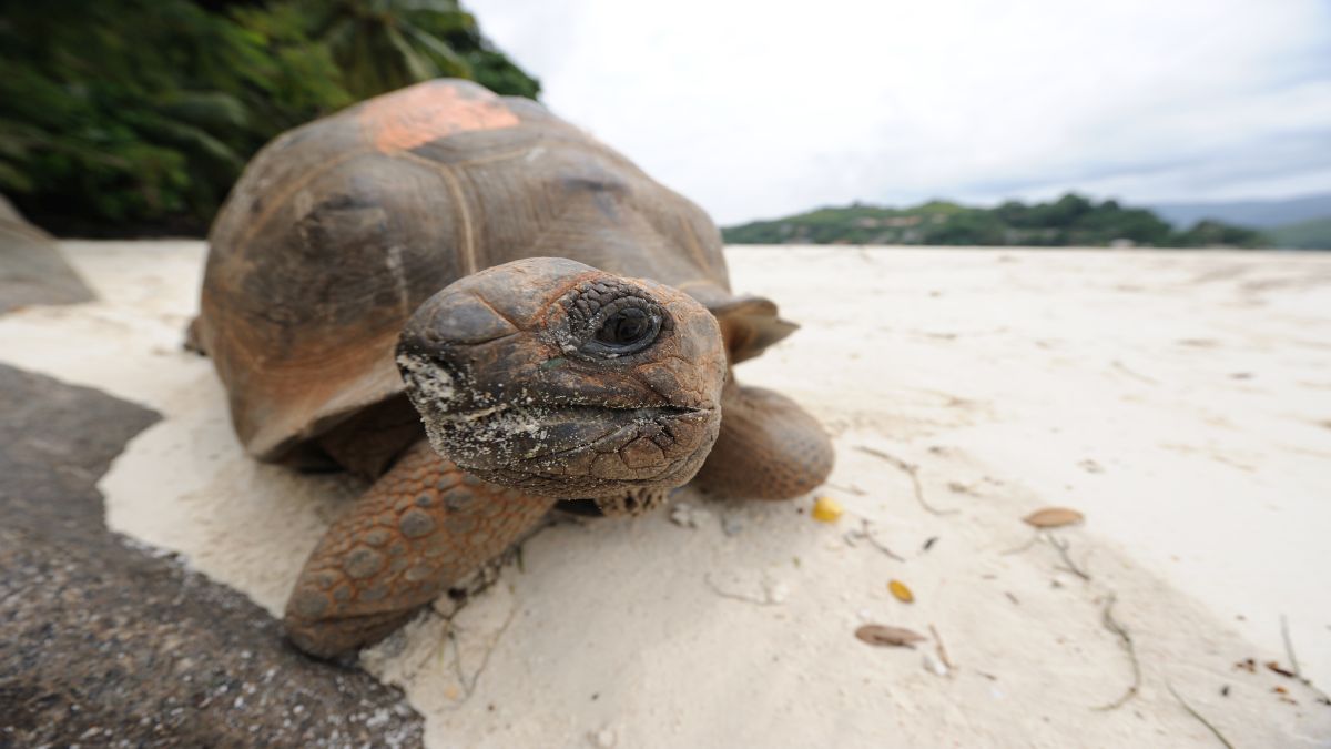 A Seychelles-szigetek ékkövei - OTP Travel Utazási Iroda