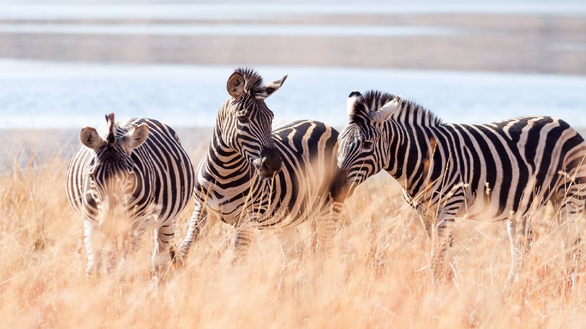 Dél-Afrika és Zimbabwe - Dél-Afrika csoportos szafari. Fedezze fel Dél-Afrikát az OTP Travel utazásán!