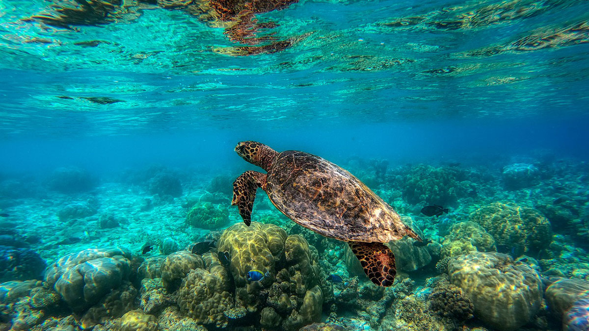 Maldív-szigetek teknős - OTP Travel Utazási Iroda