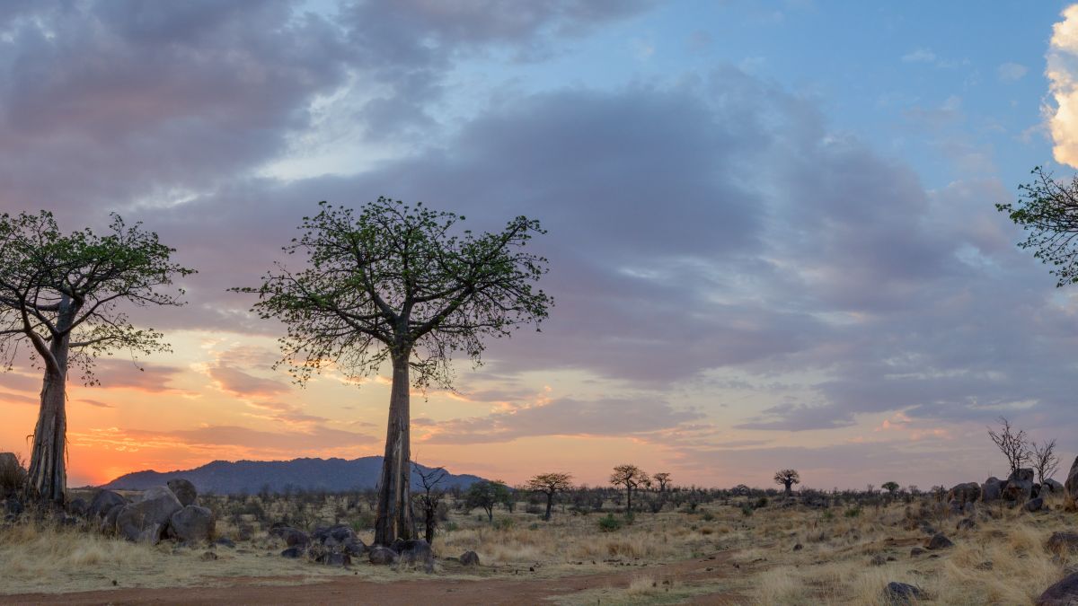 A legjobb szafariélmények Tanzániában - OTP Travel Utazási Iroda