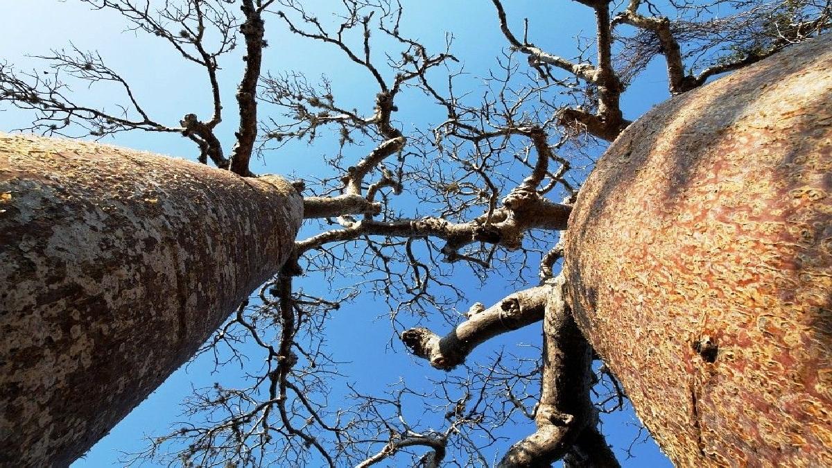 Best of Madagaszkár - egyéni körutazás | OTP TRAVEL Utazási Iroda