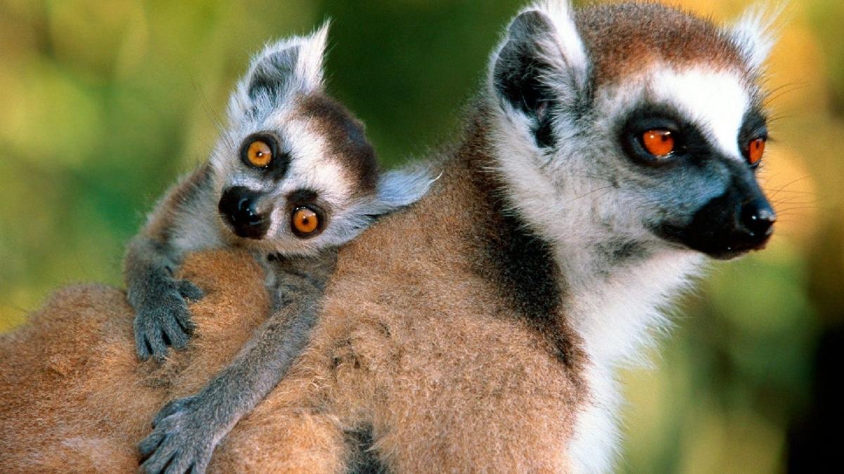 Madagaszkár csodái - egyéni körutazás | OTP TRAVEL Utazási Iroda