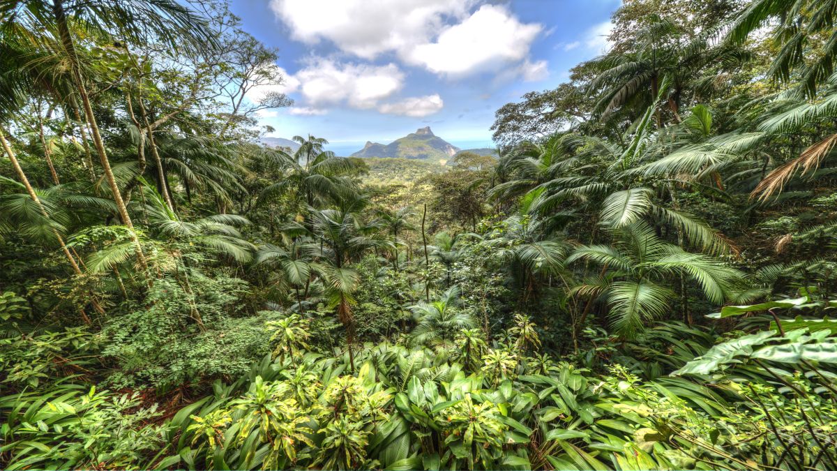 Tijuca esőerdő