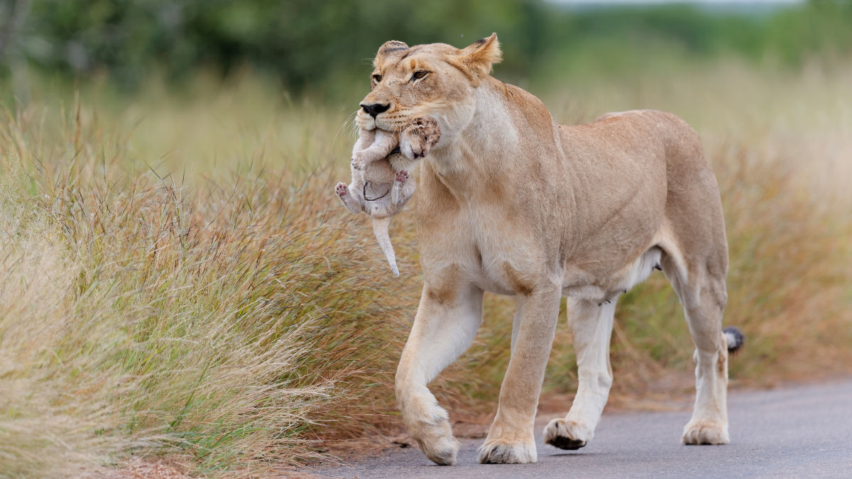 Kruger Nemzeti Park