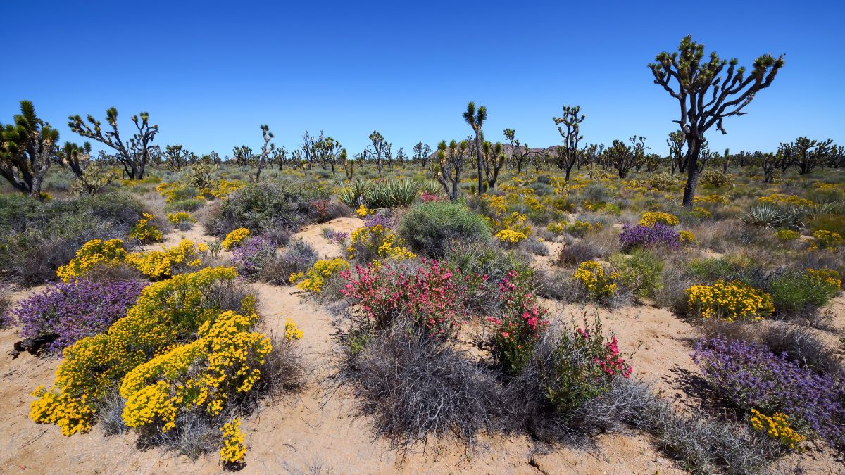 Mojave Desert