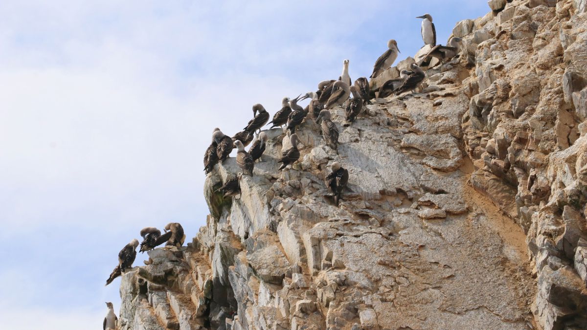 LimaBallestas-szigetek