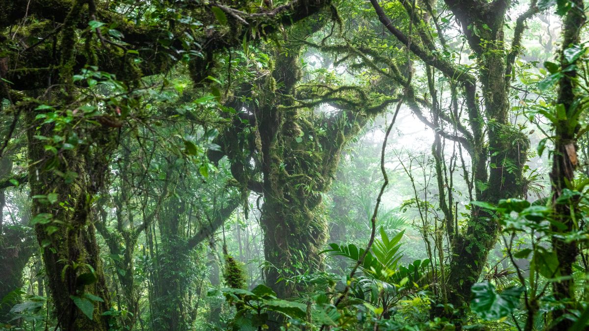 Monteverde felhőerdők