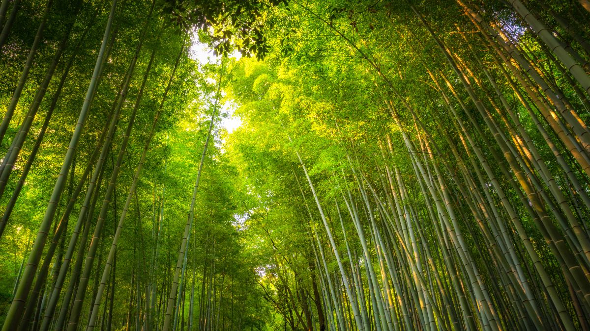 Arashiyama bambuszerdő