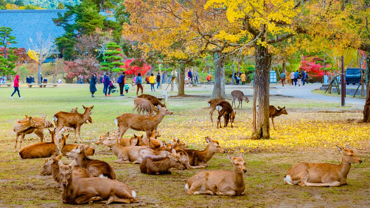 Oszaka - Nara park