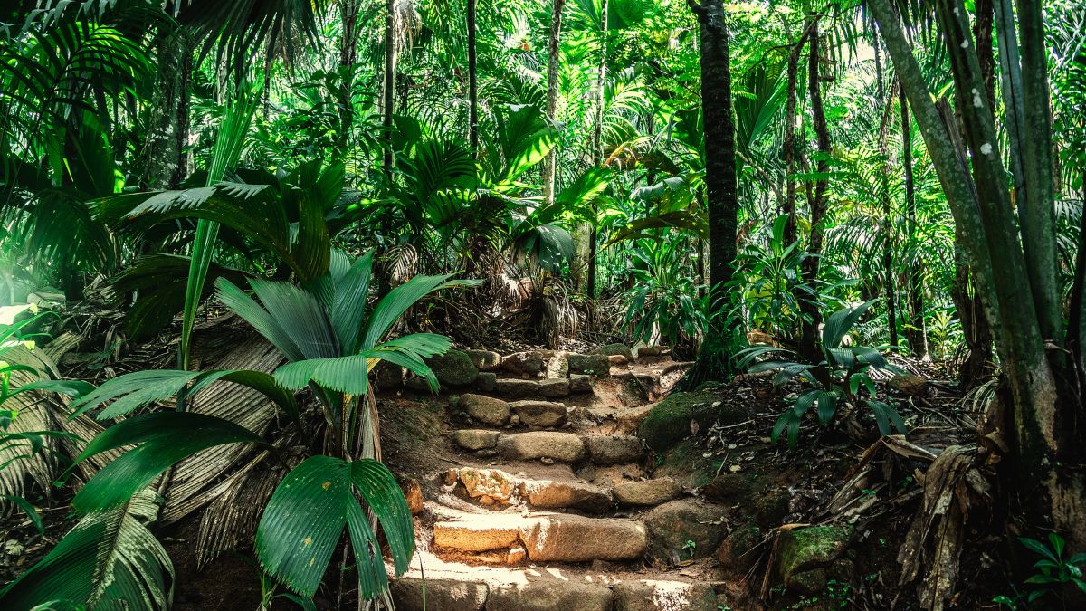 Vallée De Mai Nemzeti Park