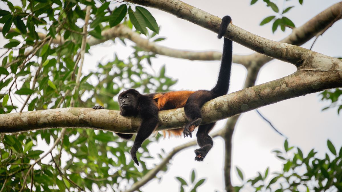 Caño Negro Vadvédelmi Rez.