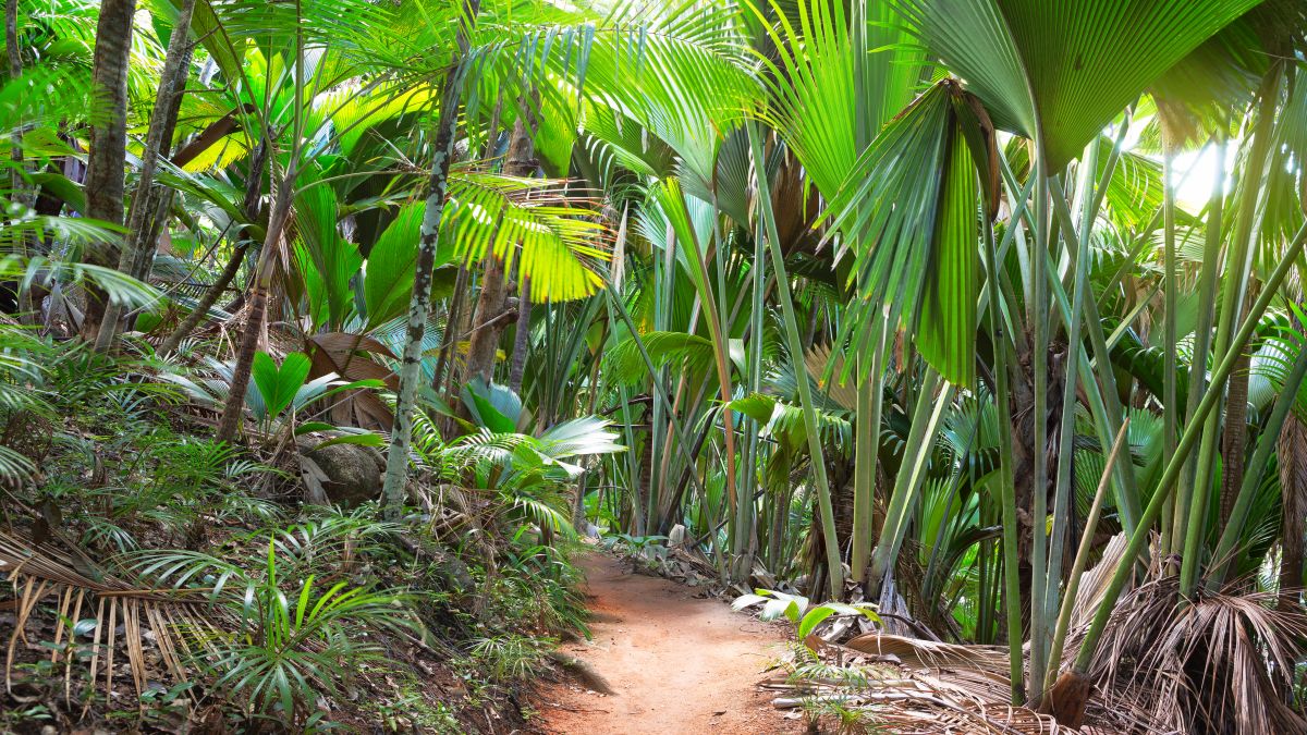 Vallée De Mai Nemzeti Park