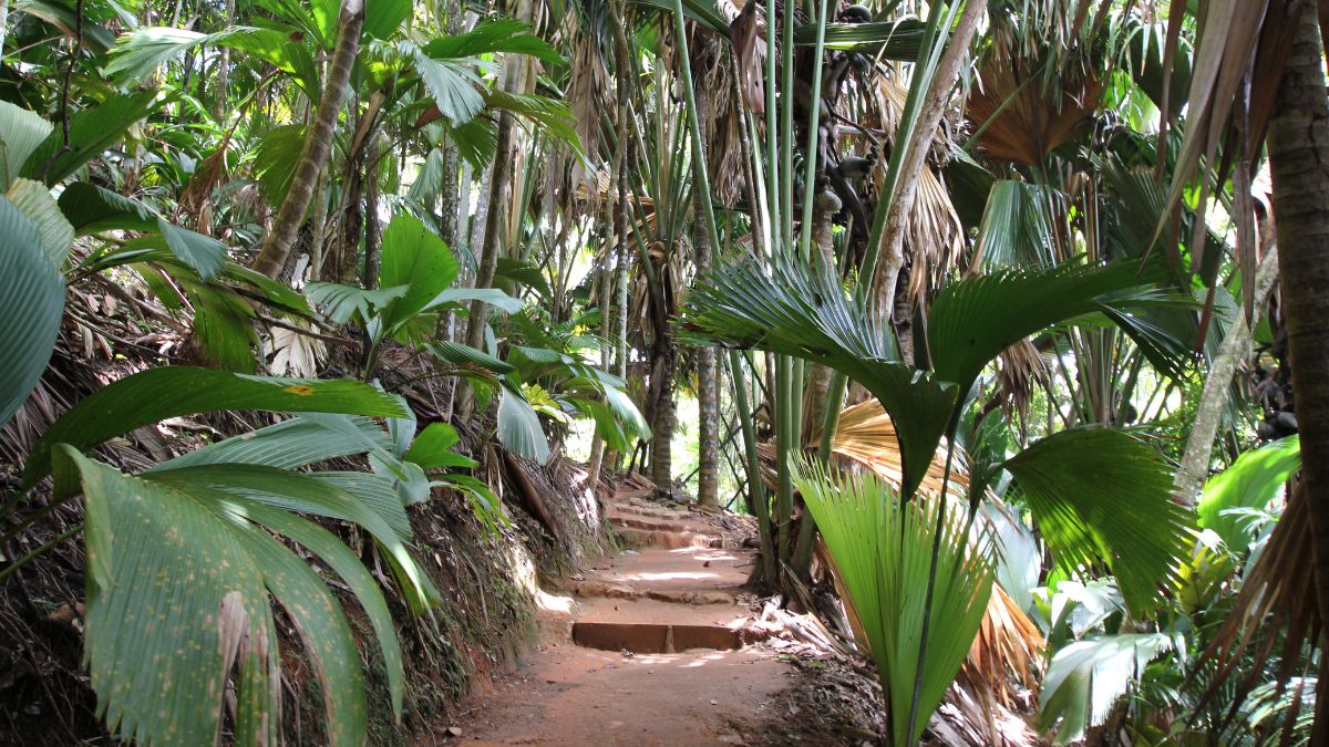 Vallée de Mai Nemzeti Park