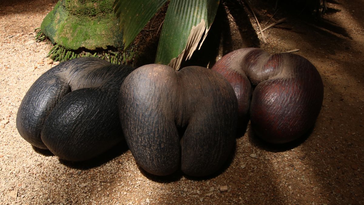 Vallée de Mai Nemzeti Park