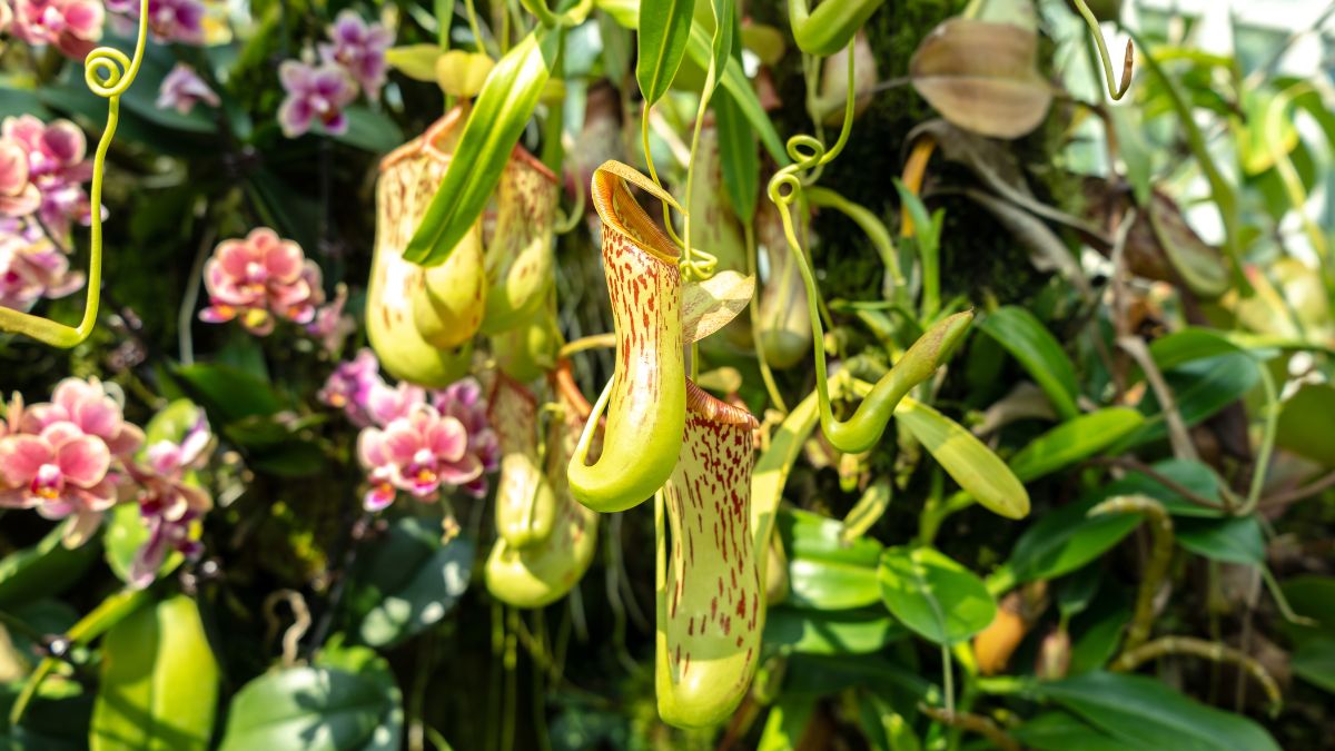 Orchidea Kert