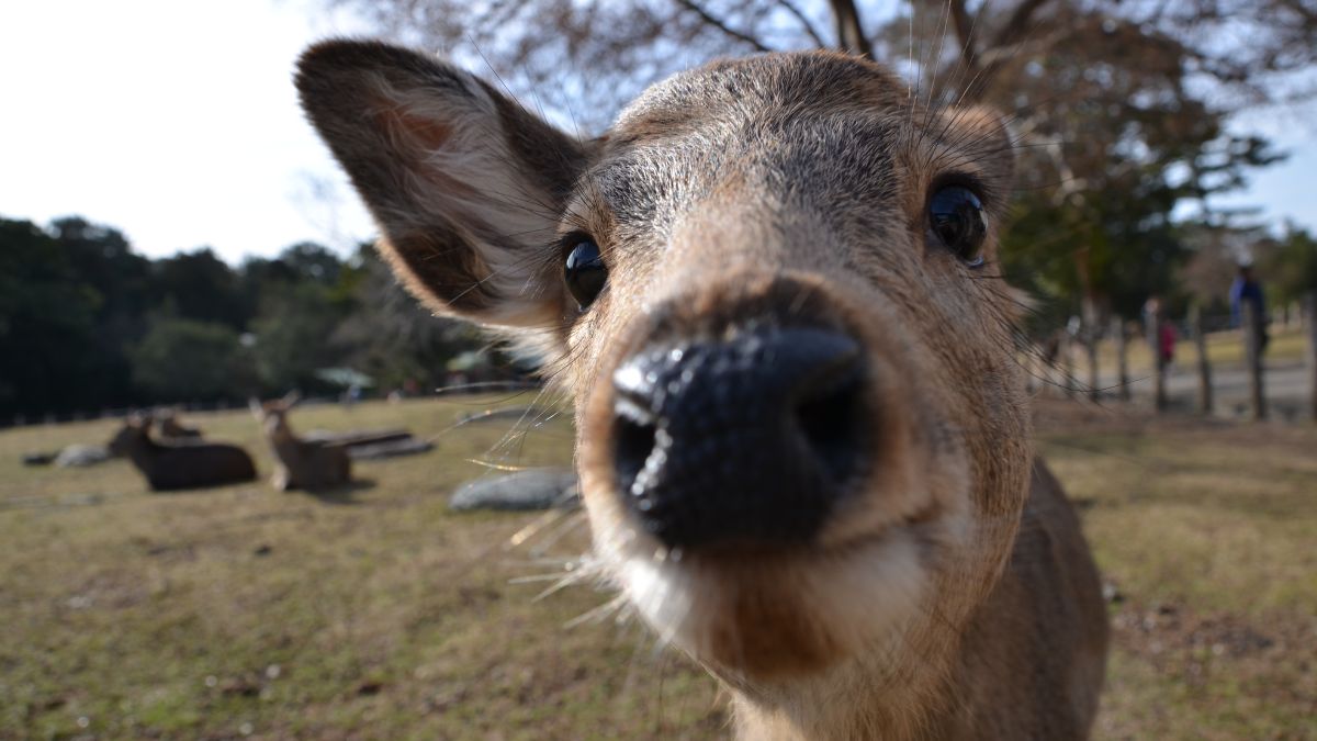 Oszaka - Nara park