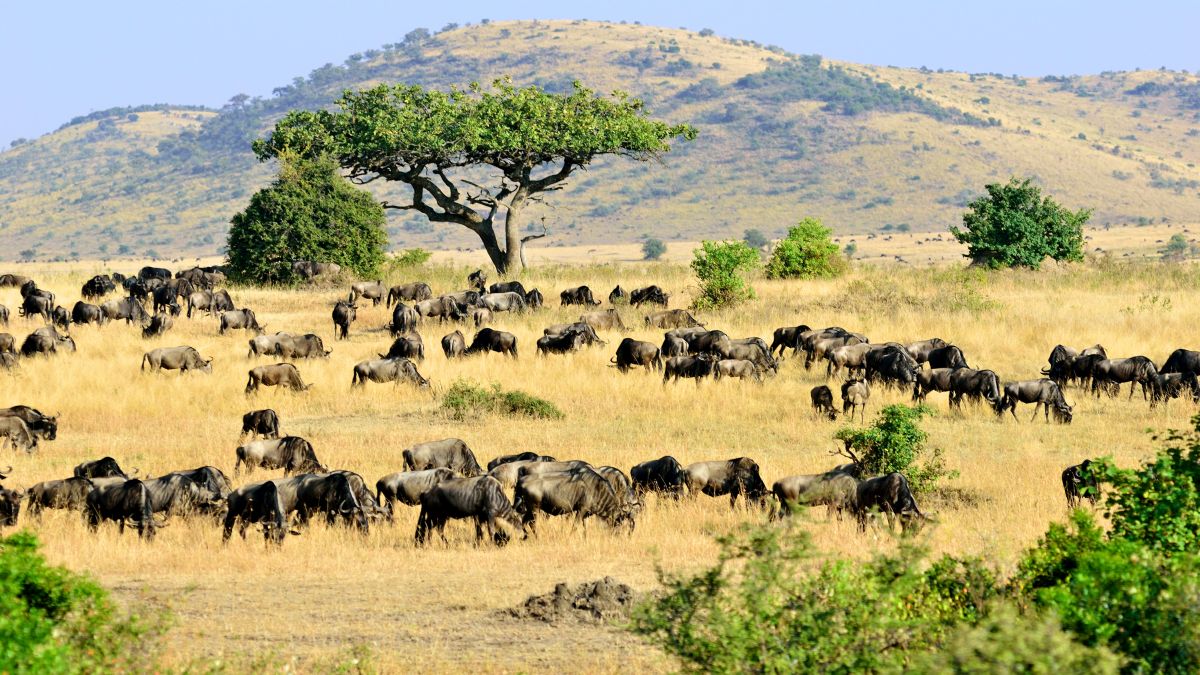 Masai Mara
