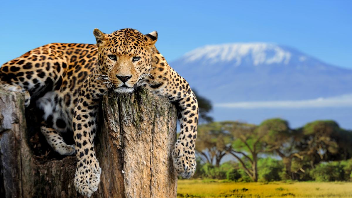 Kilimanjaro