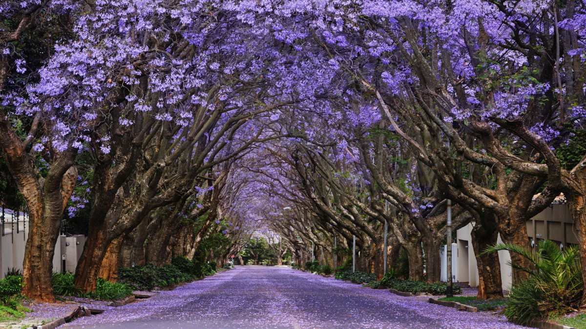 Johannesburg