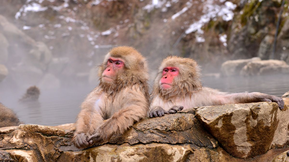 Poring Hot Springs