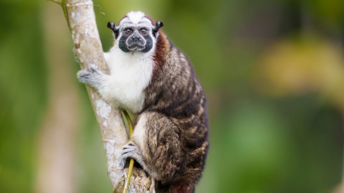 Tamarin