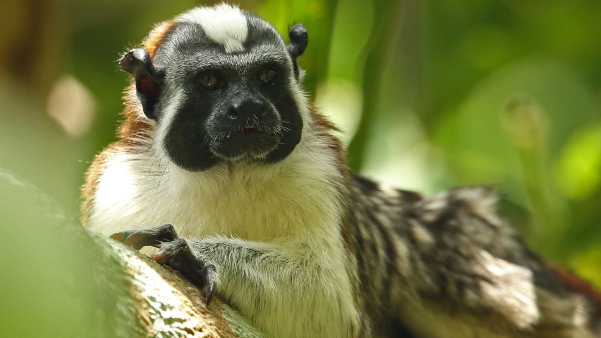 Tamarin