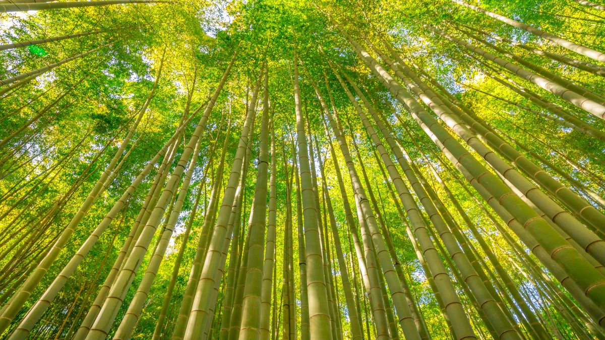 Bambuszerdő