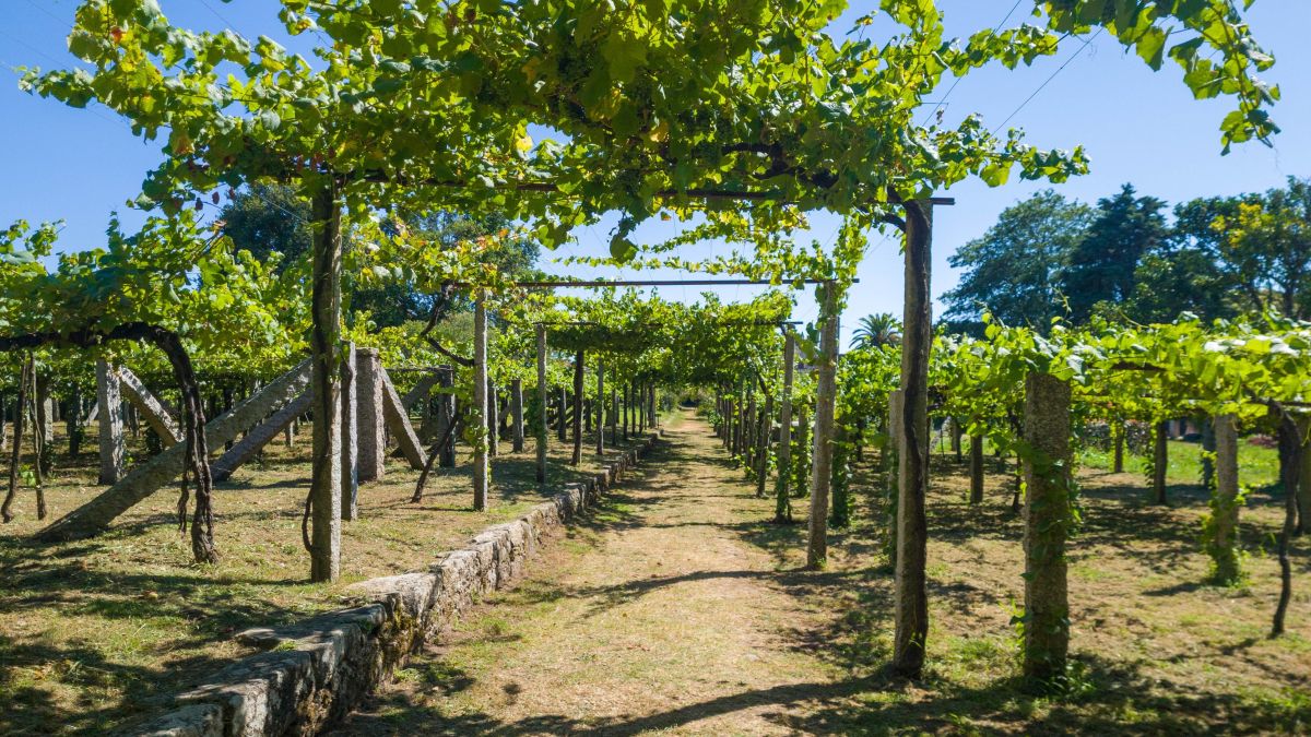 Vinho Verde borvidék