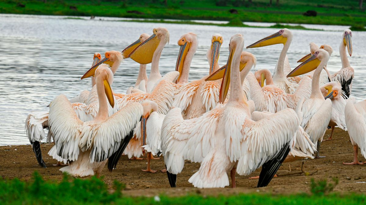 Nakuru