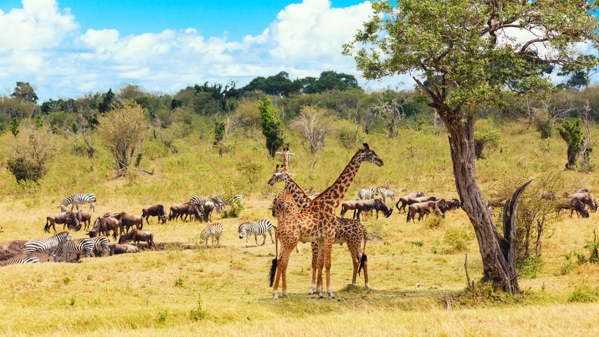 Masai Mara