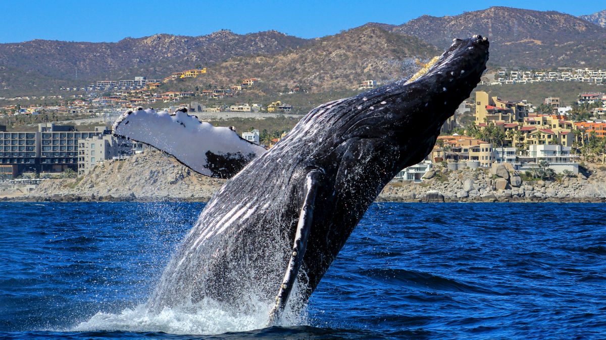 Cabo San Lucas