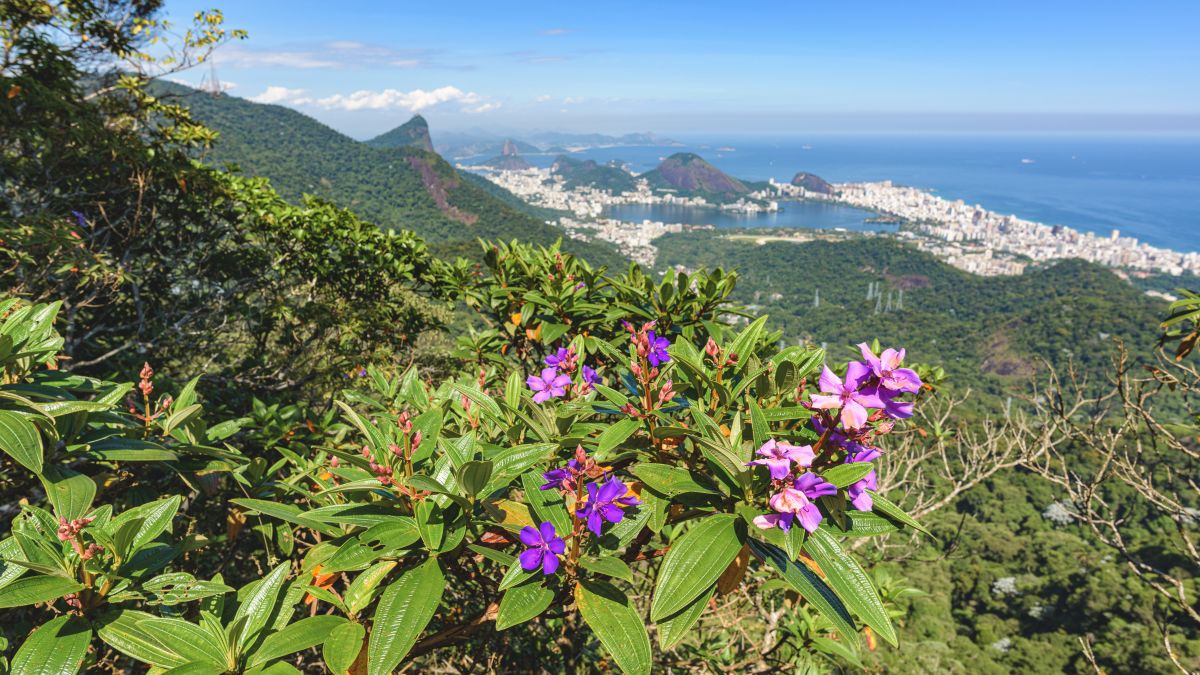 Tijuca esőerdő