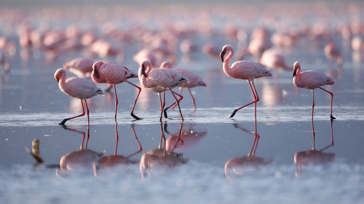 Nakuru