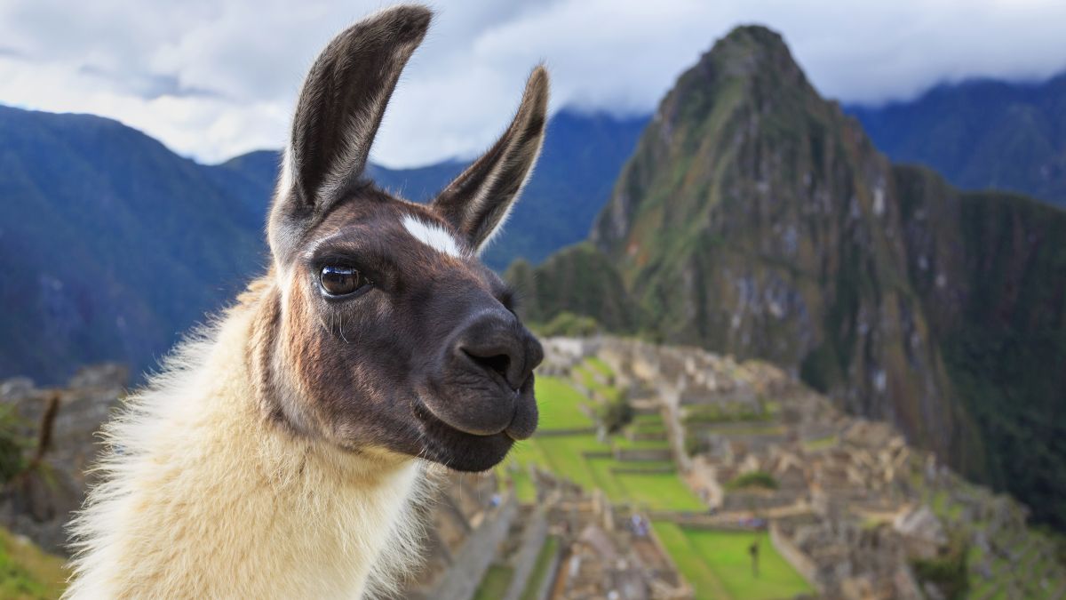 Machu Picchu