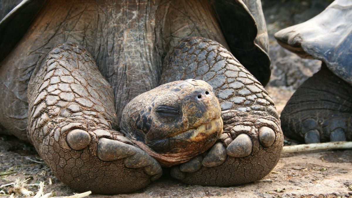 Galápagos-szigetek