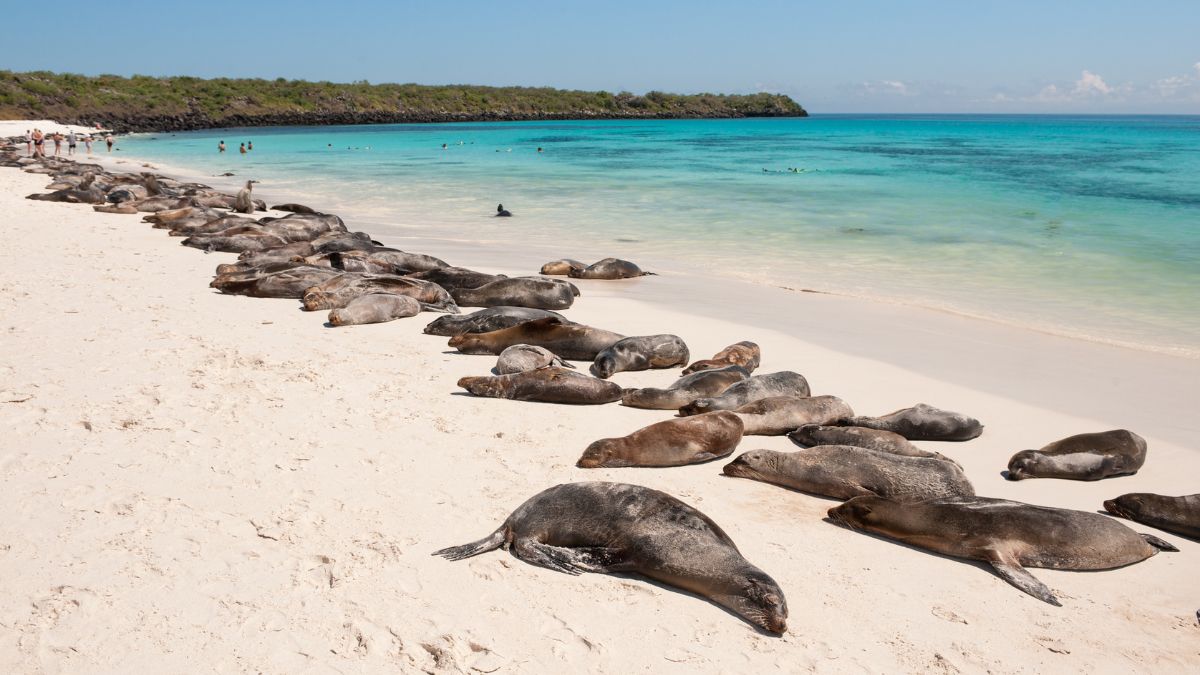 Galápagos-szigetek