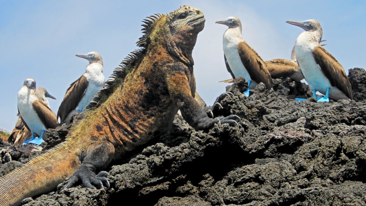 Galápagos-szigetek