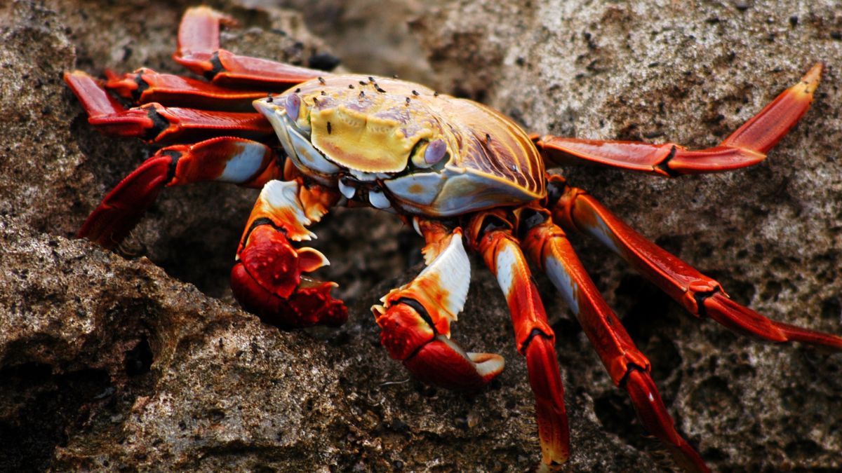 Galápagos-szigetek
