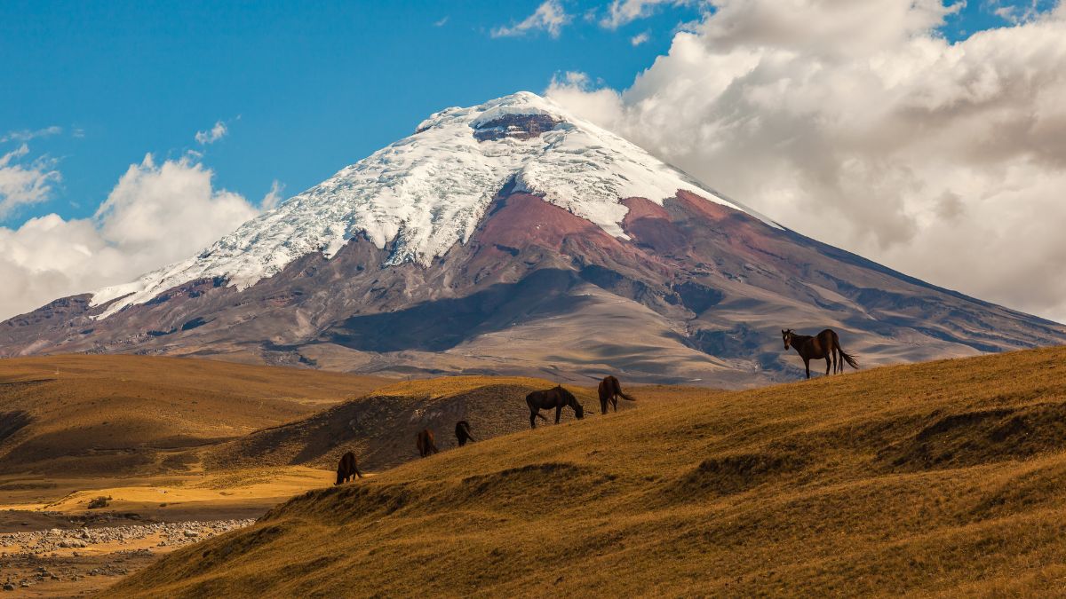 Cotopaxi Nemzeti Park