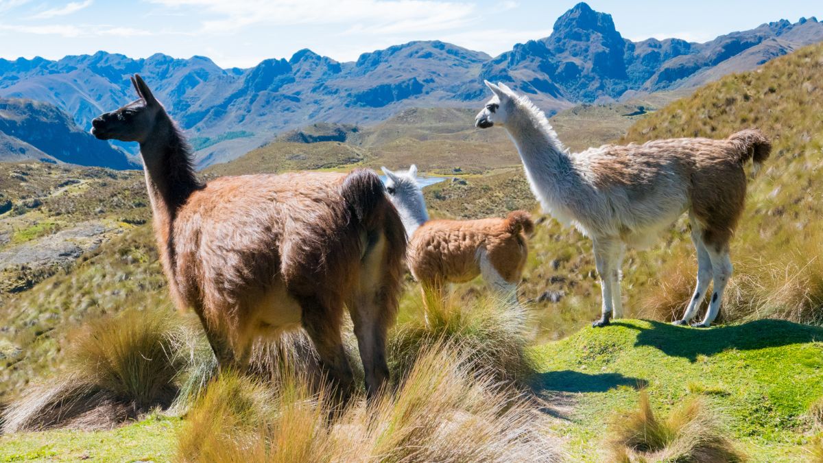 Cajas Nemzeti Park