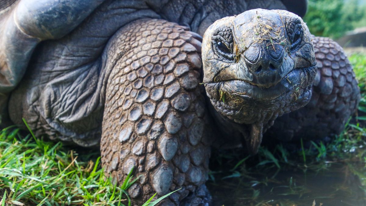 Galápagos-szigetek