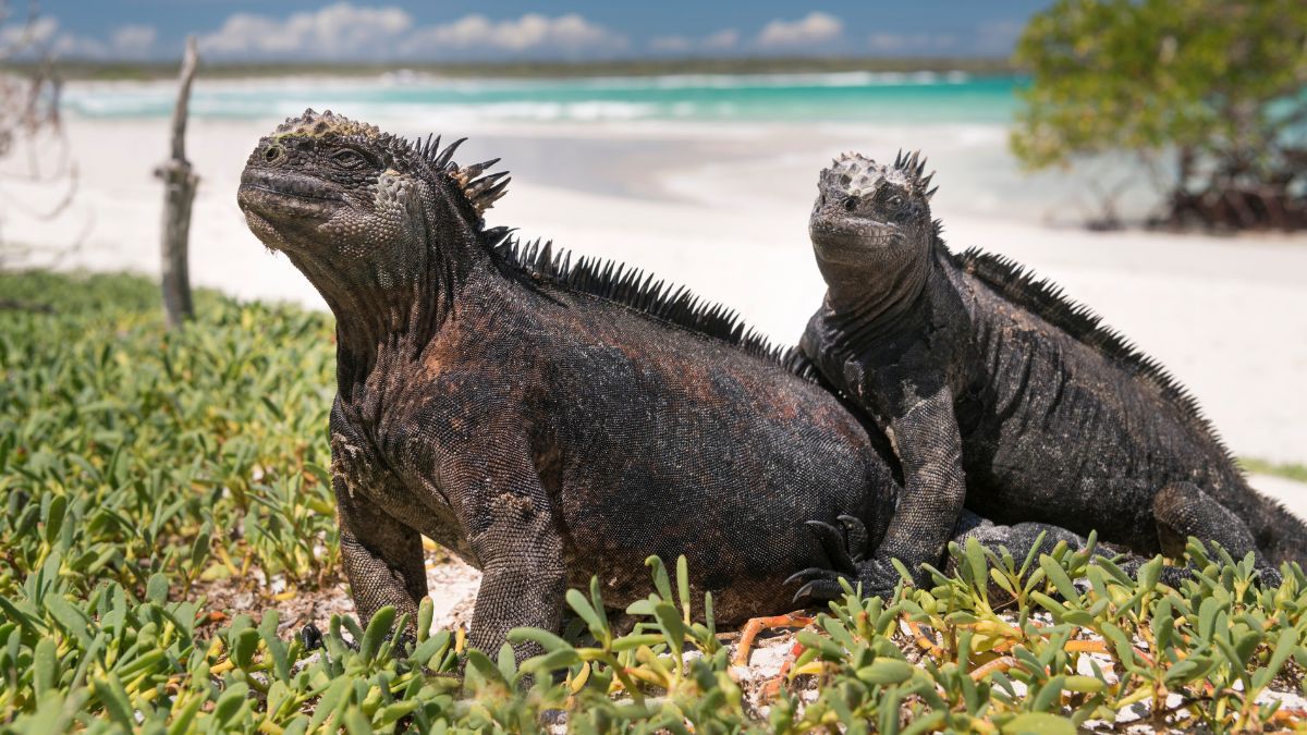 Galápagos-szigetek