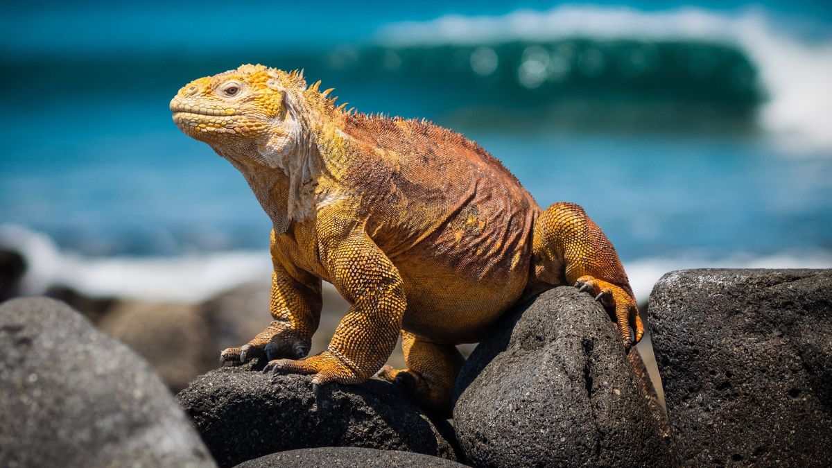 Galápagos-szigetek