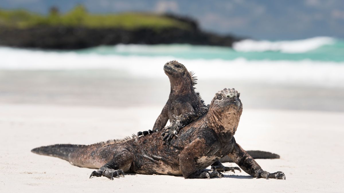 Galápagos-szigetek