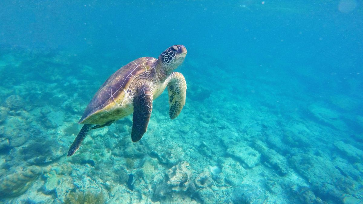 Galápagos-szigetek