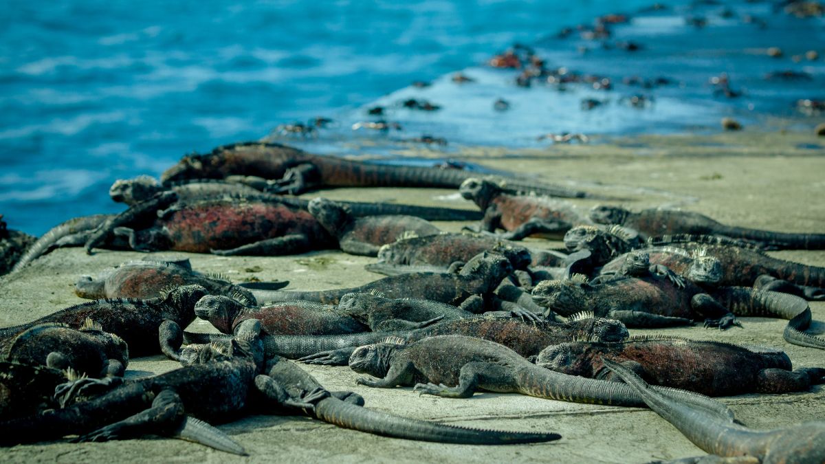 Galápagos-szigetek