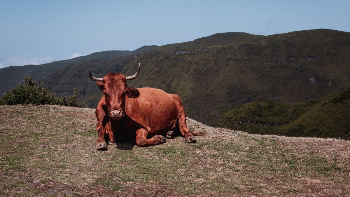 Paúl da Serra fennsík
