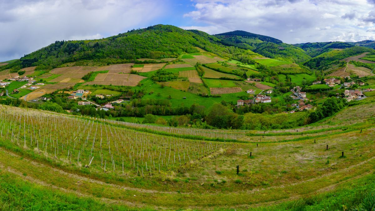 Beaujolais borvidék
